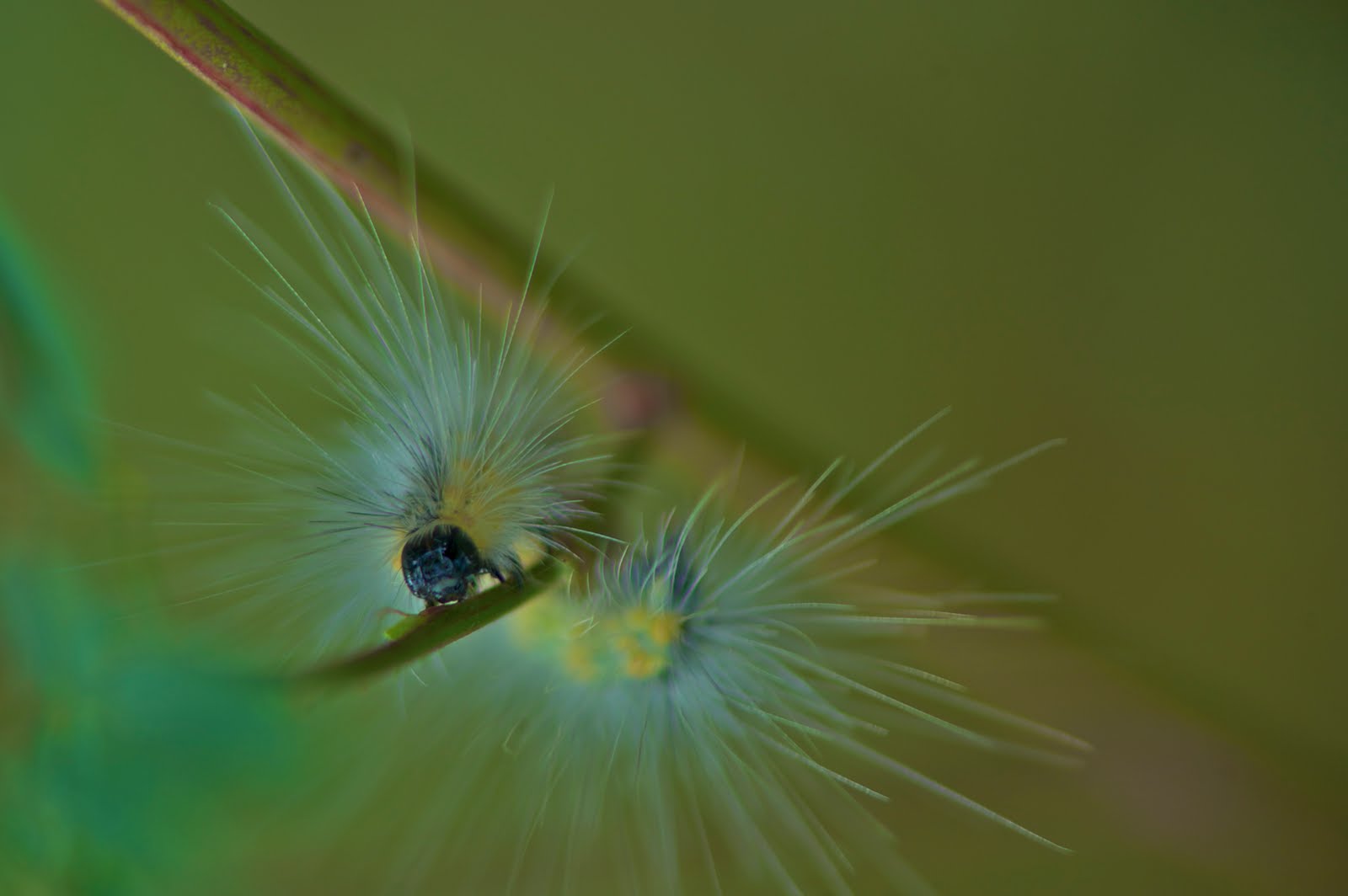 Caterpillar – Spilosoma Virginica