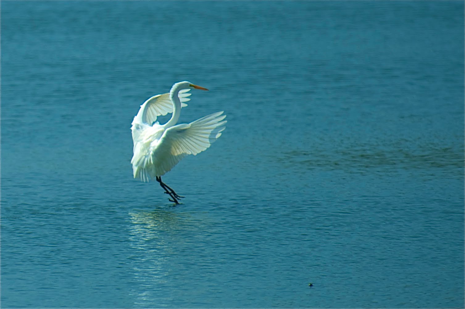 Egret Moon Walk