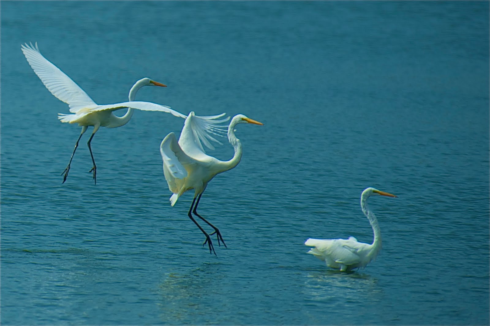 Egret Leap Frog