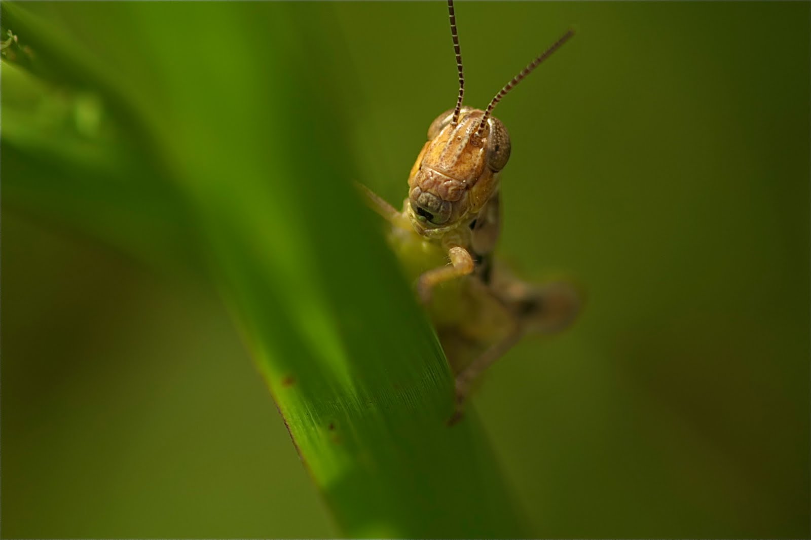 Just LOVE these Grasshoppers