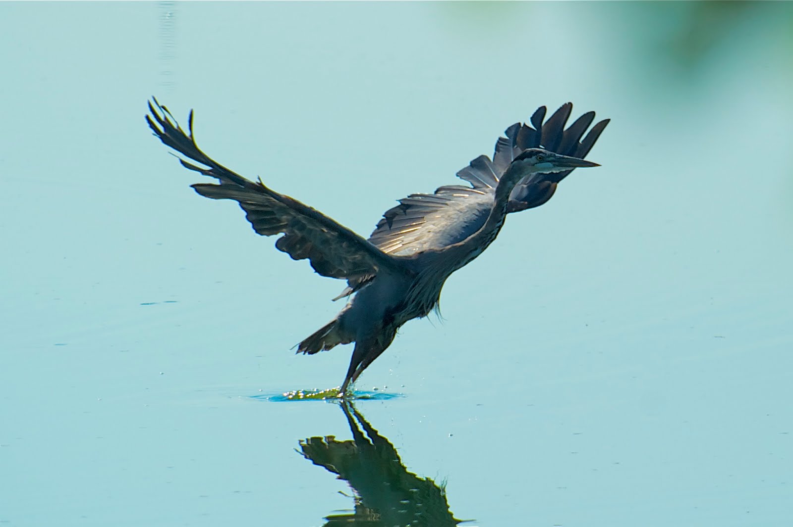 Great Blue Heron Taking Off (Click Image to Enlarge)
