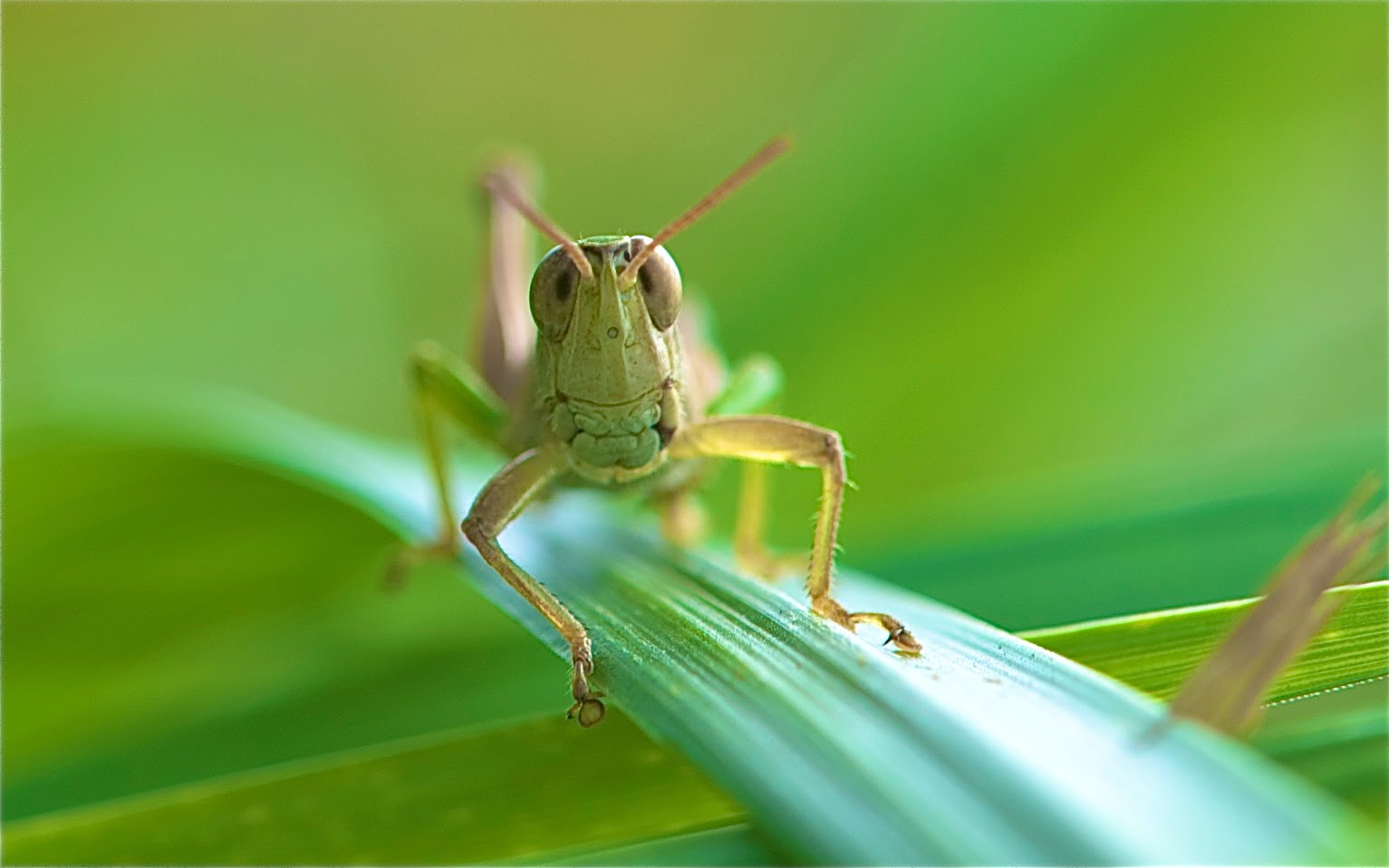 Grasshopper Chompers