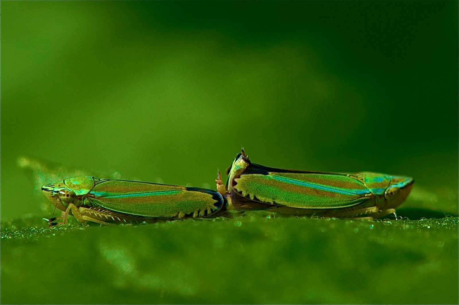 Little Leaf Hoppers in Love