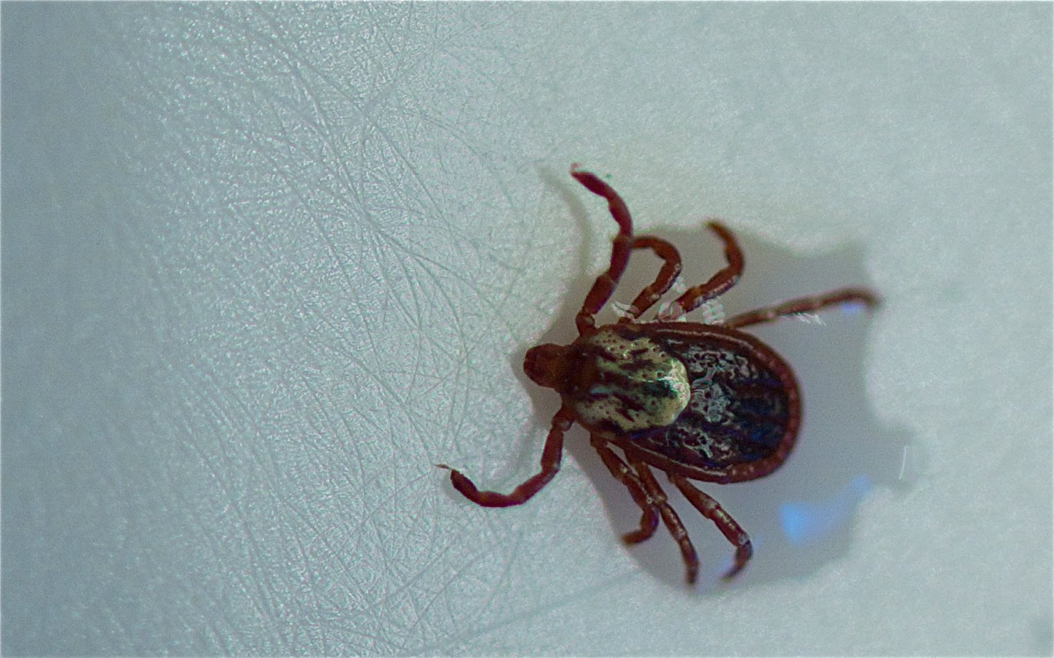 Please Don’t Tell Ken