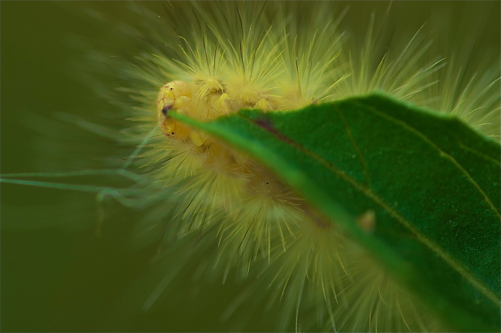 Caterpillar Looking Right At Me