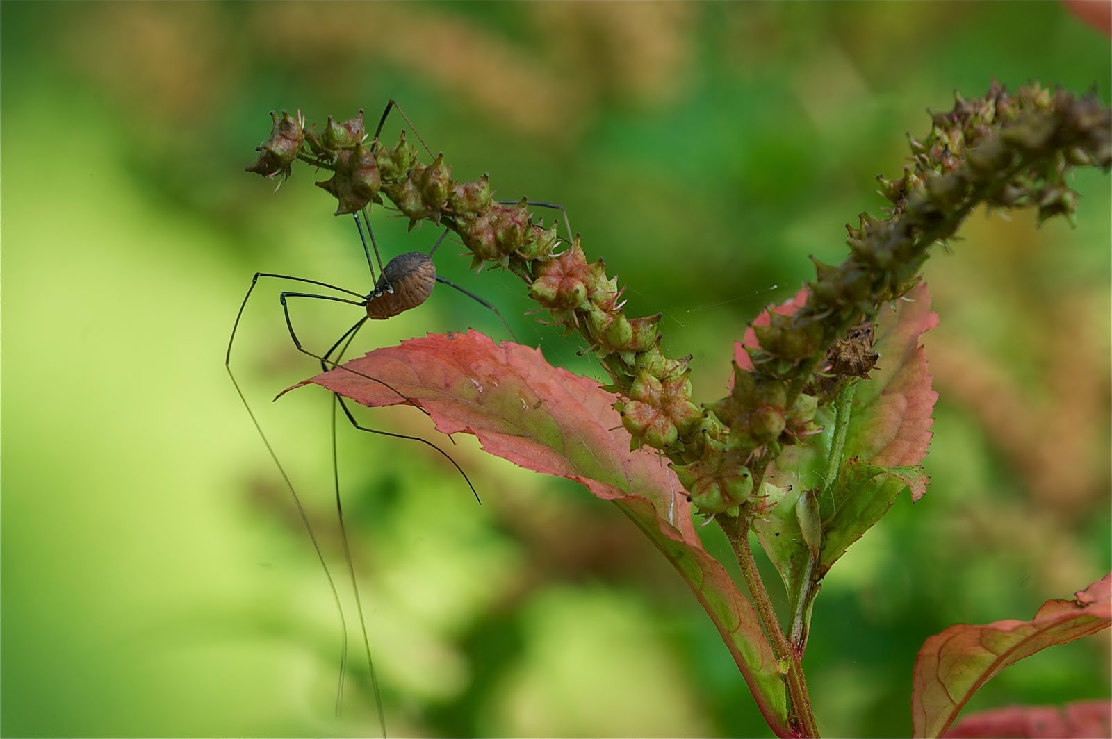 Daddy Long Legger (Brown Harvestmen)