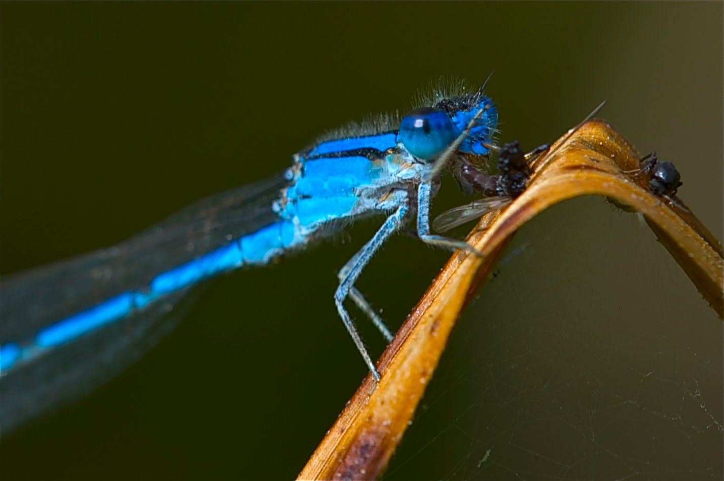 New 200 mm Macro Lens