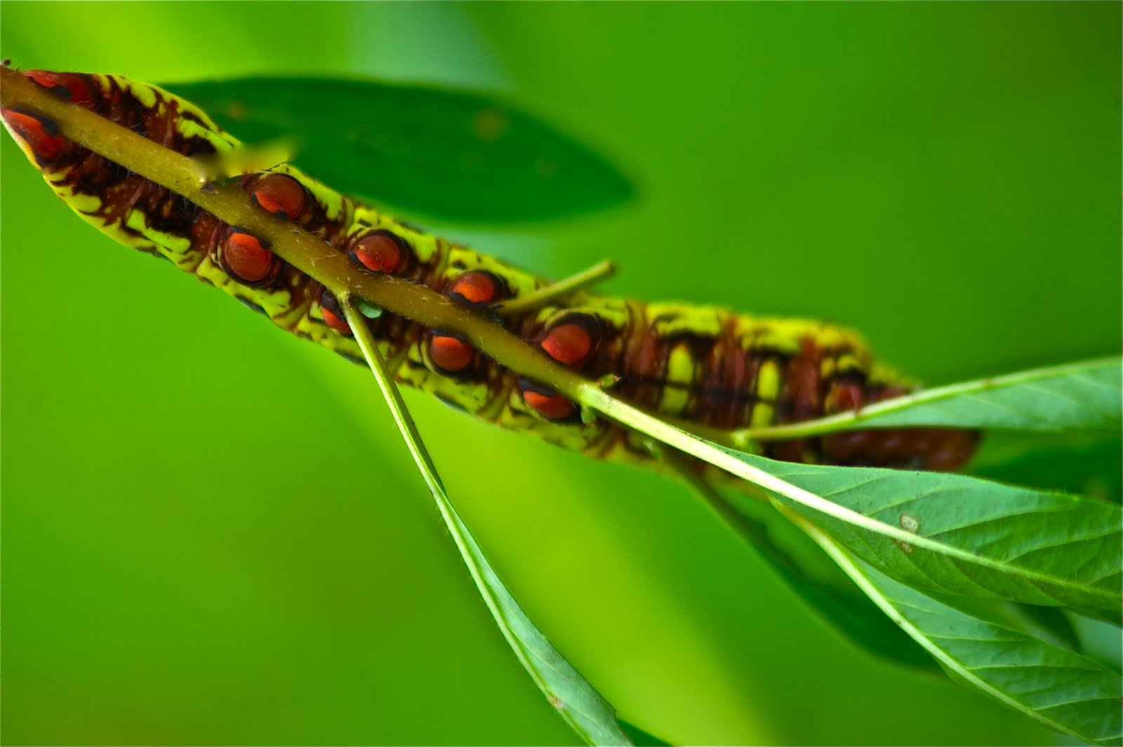 Four Pairs of Red Shoes