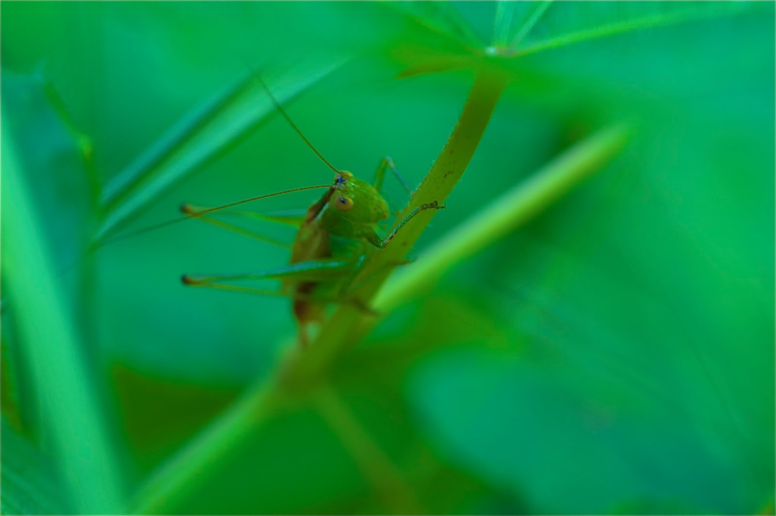 Grasshoppers, Bubbles and a Stinkbug Blessing