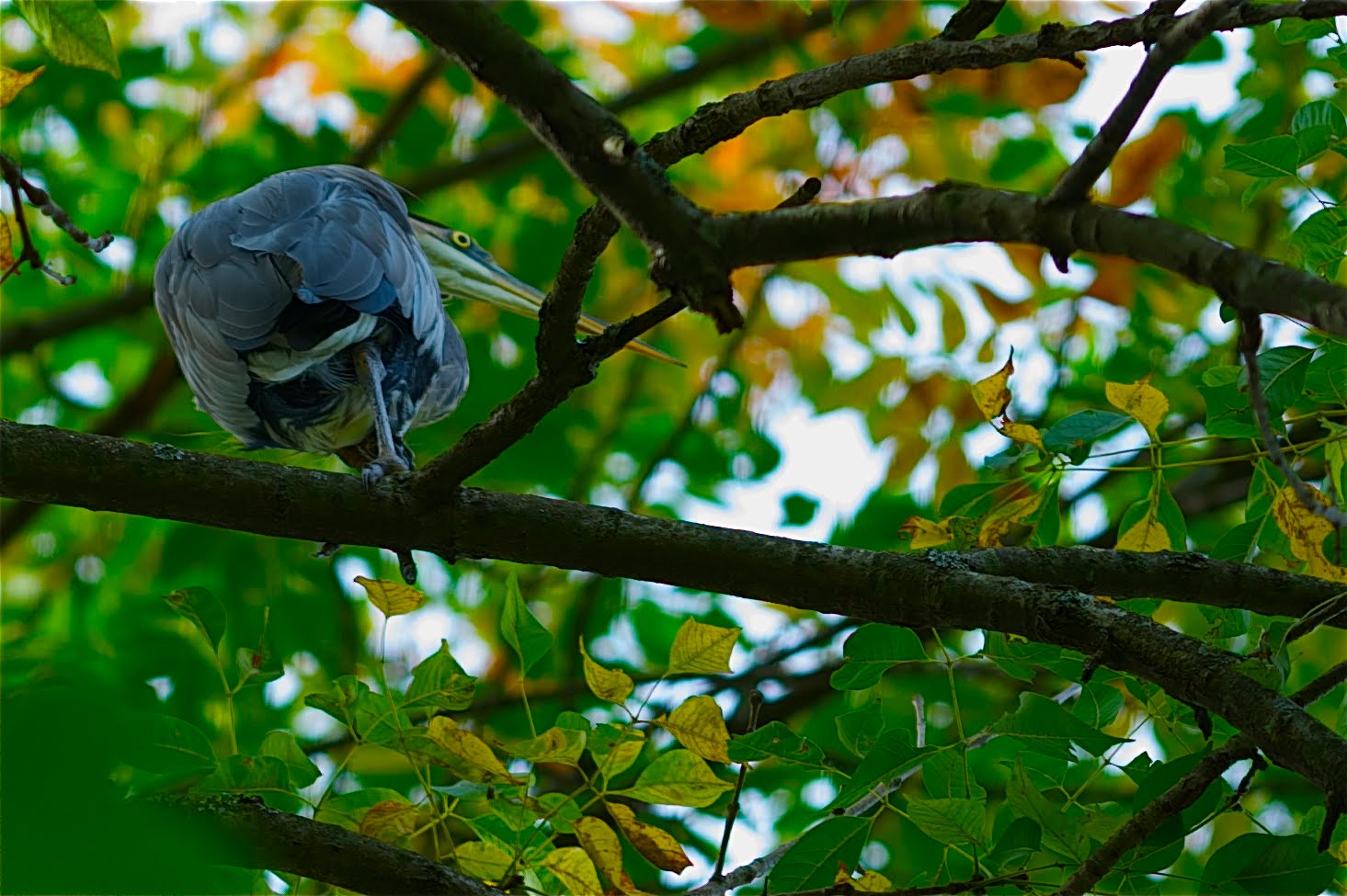 Never Stand Under a Great Blue Heron
