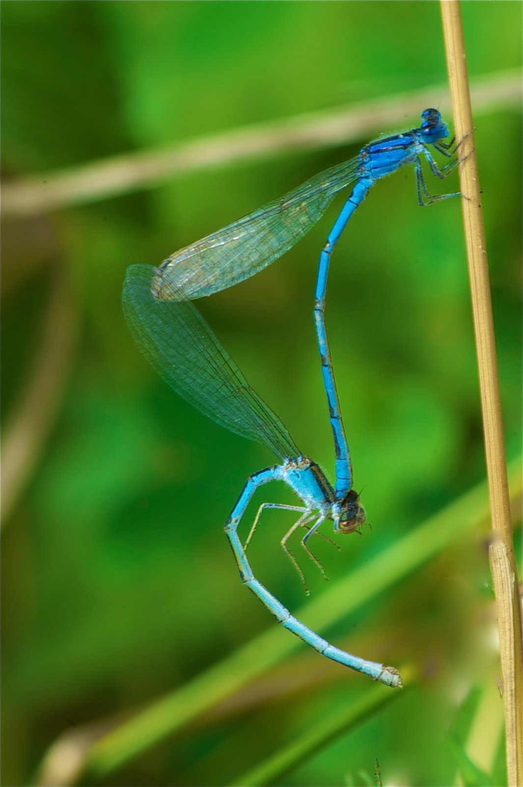 No Way to Treat a Lady