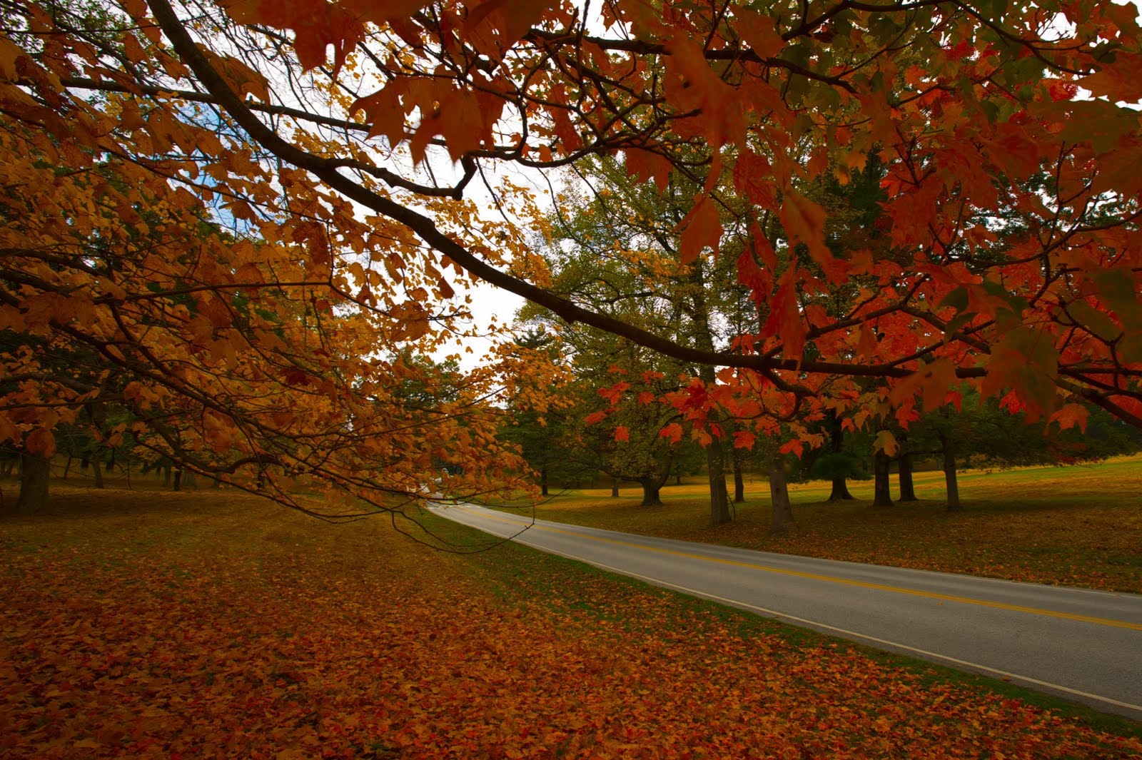 Fall and Deer at Valley Forge