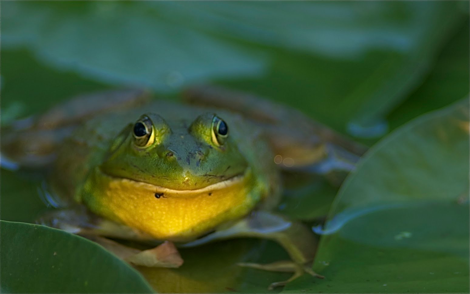 Frog with Spider on Her Mouth (Click to see spider)