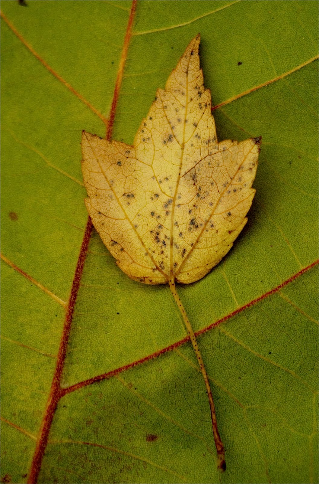 Leaf on Leaf
