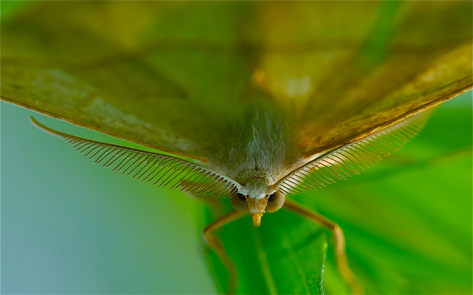 Milkweed Tussock Moth