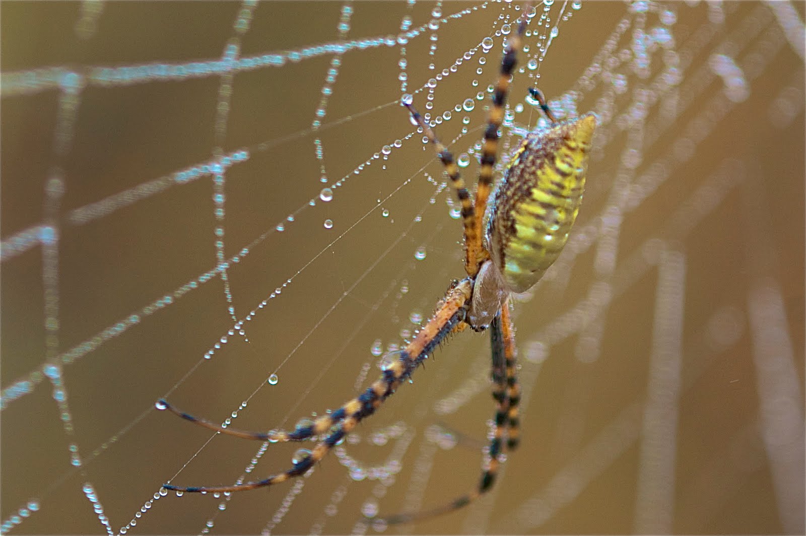 National Geographic Moment (Beware – Gruesome Material Below)