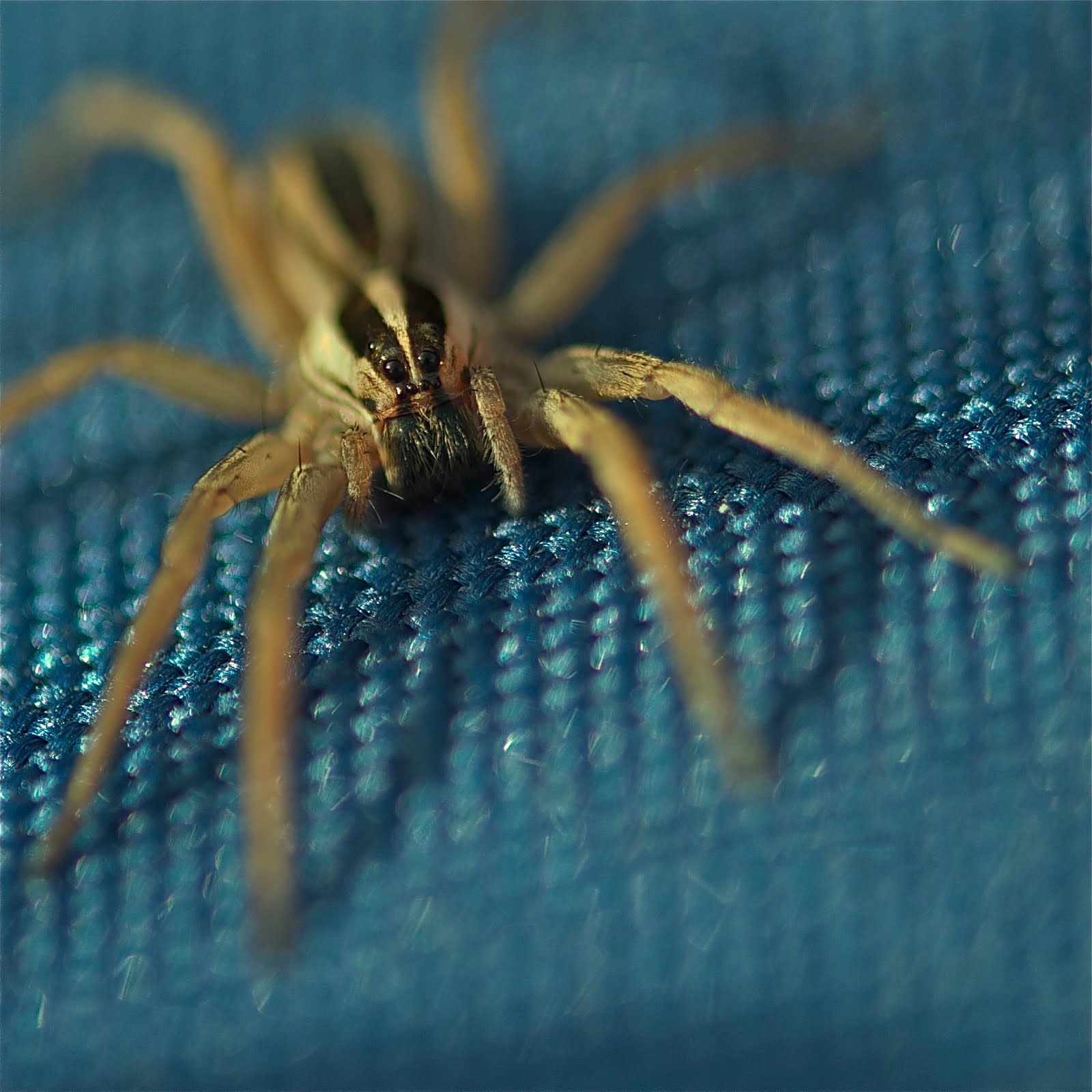 Hippie Nursery Web Spider