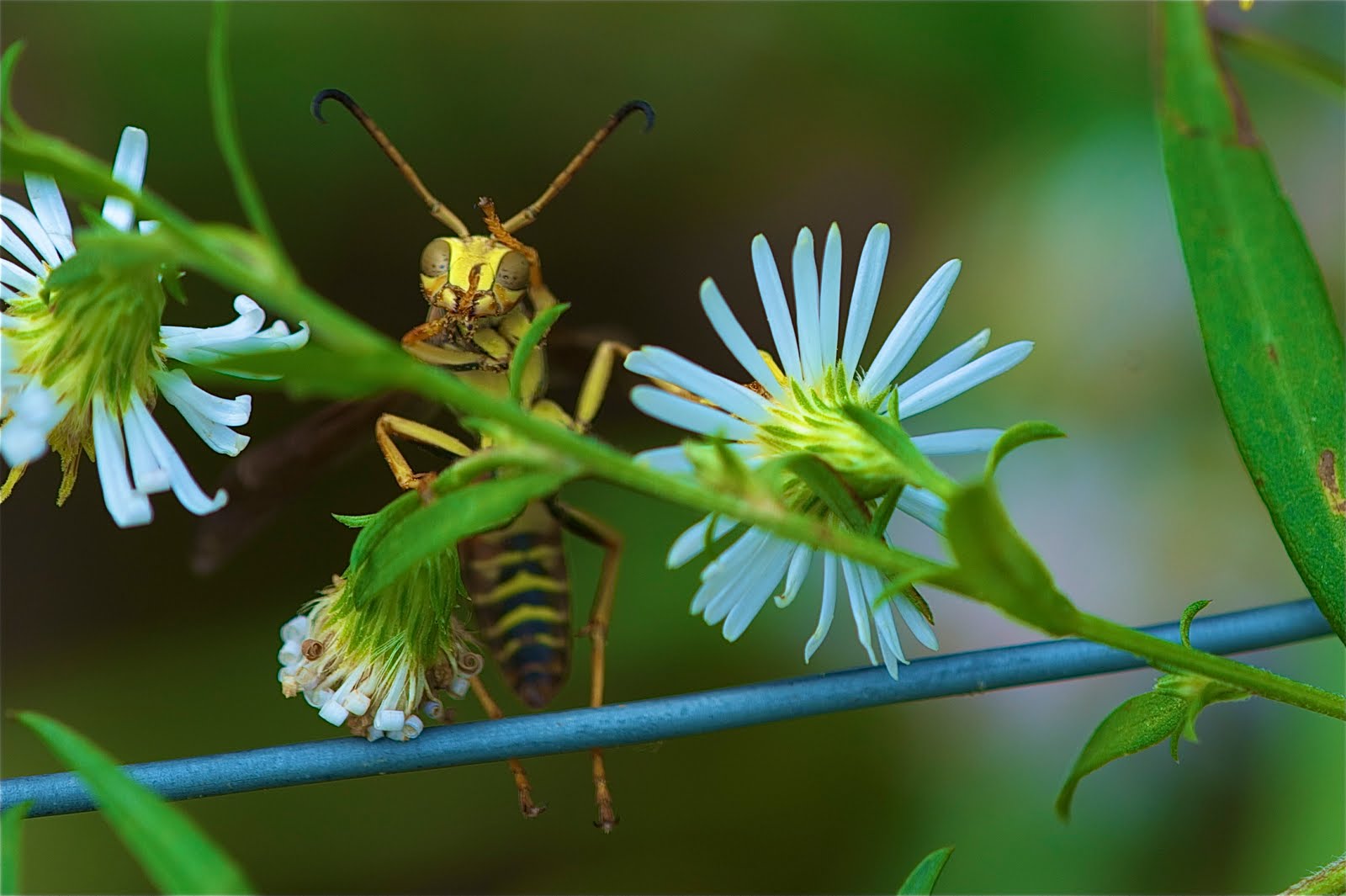 Paper Wasp Grooming