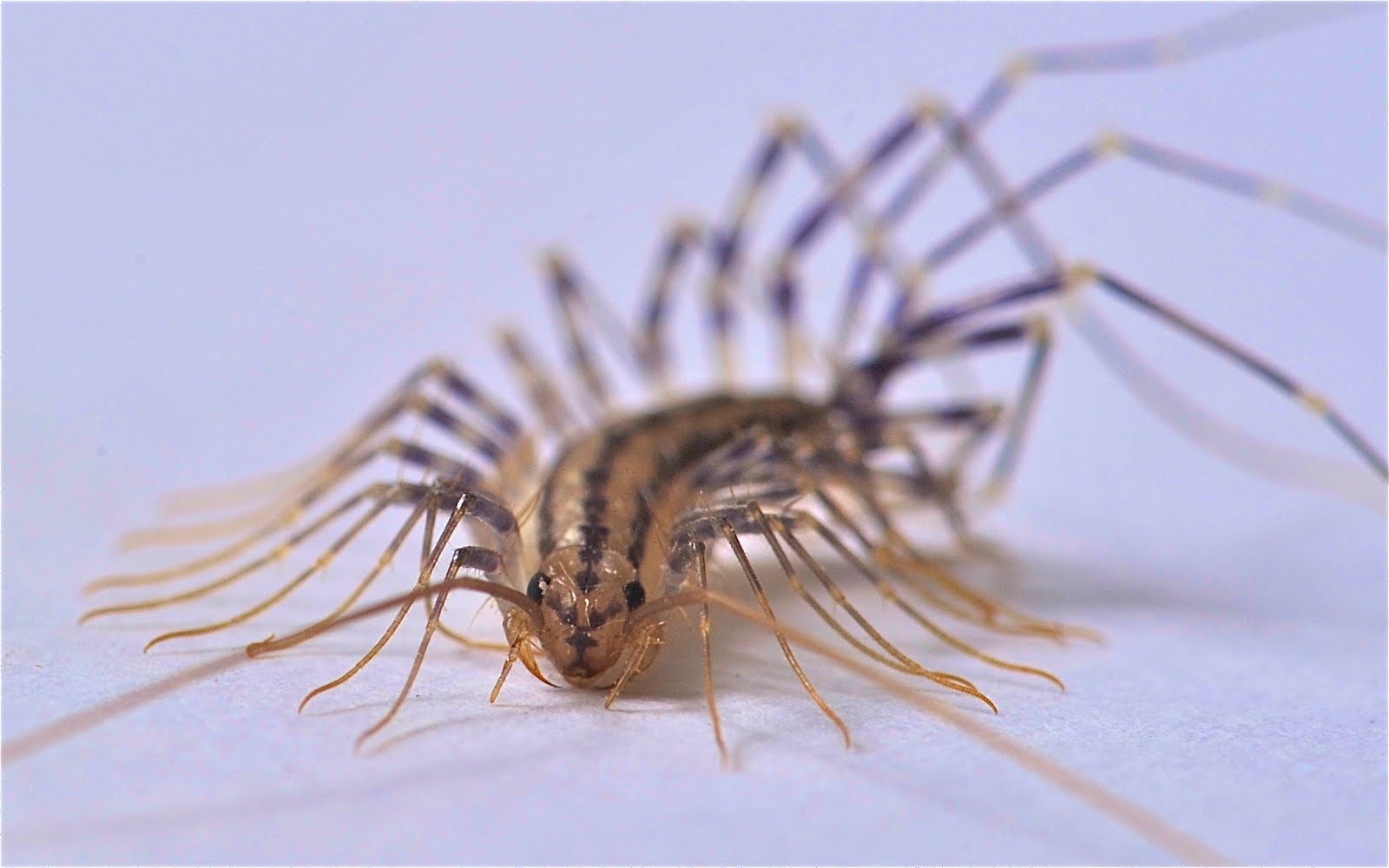 Centipede in the Powder Room