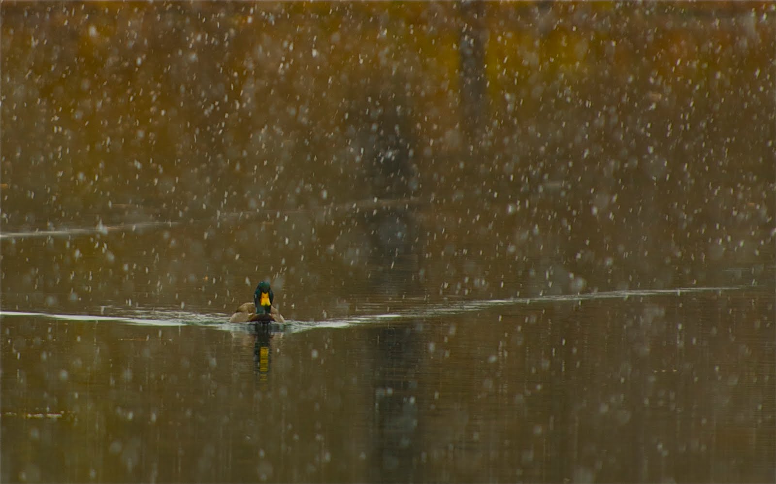 First Snow on Thanksgiving Day