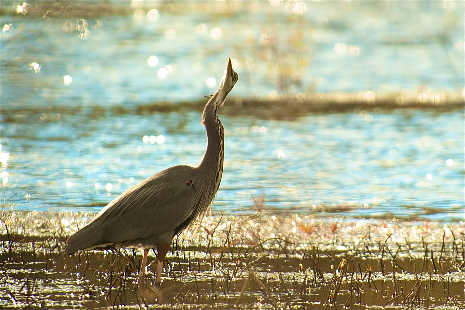 Another Chance to See the Great Blue Heron Fish