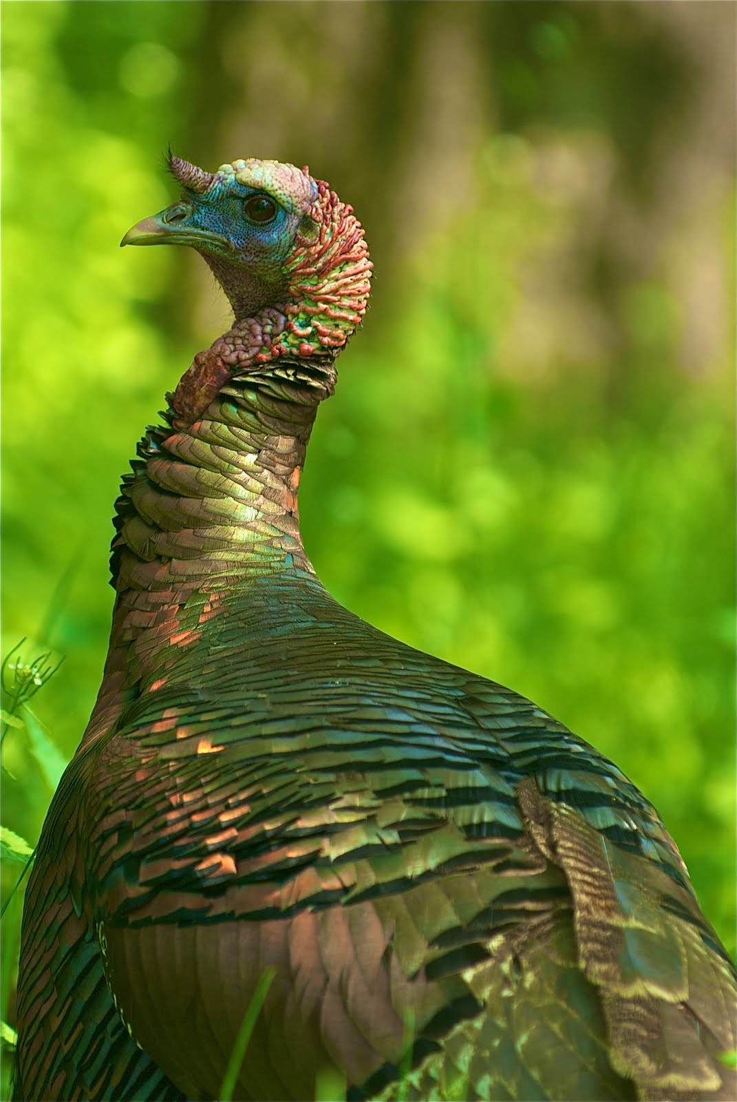 Happy Thanksgiving From One Who Got Away