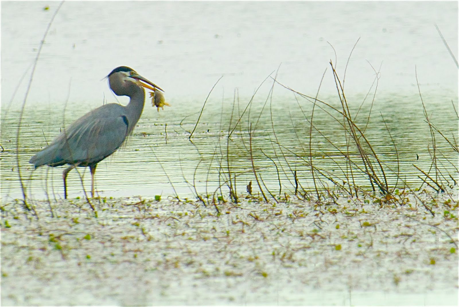 Heron and Fish at www.kittykono.com