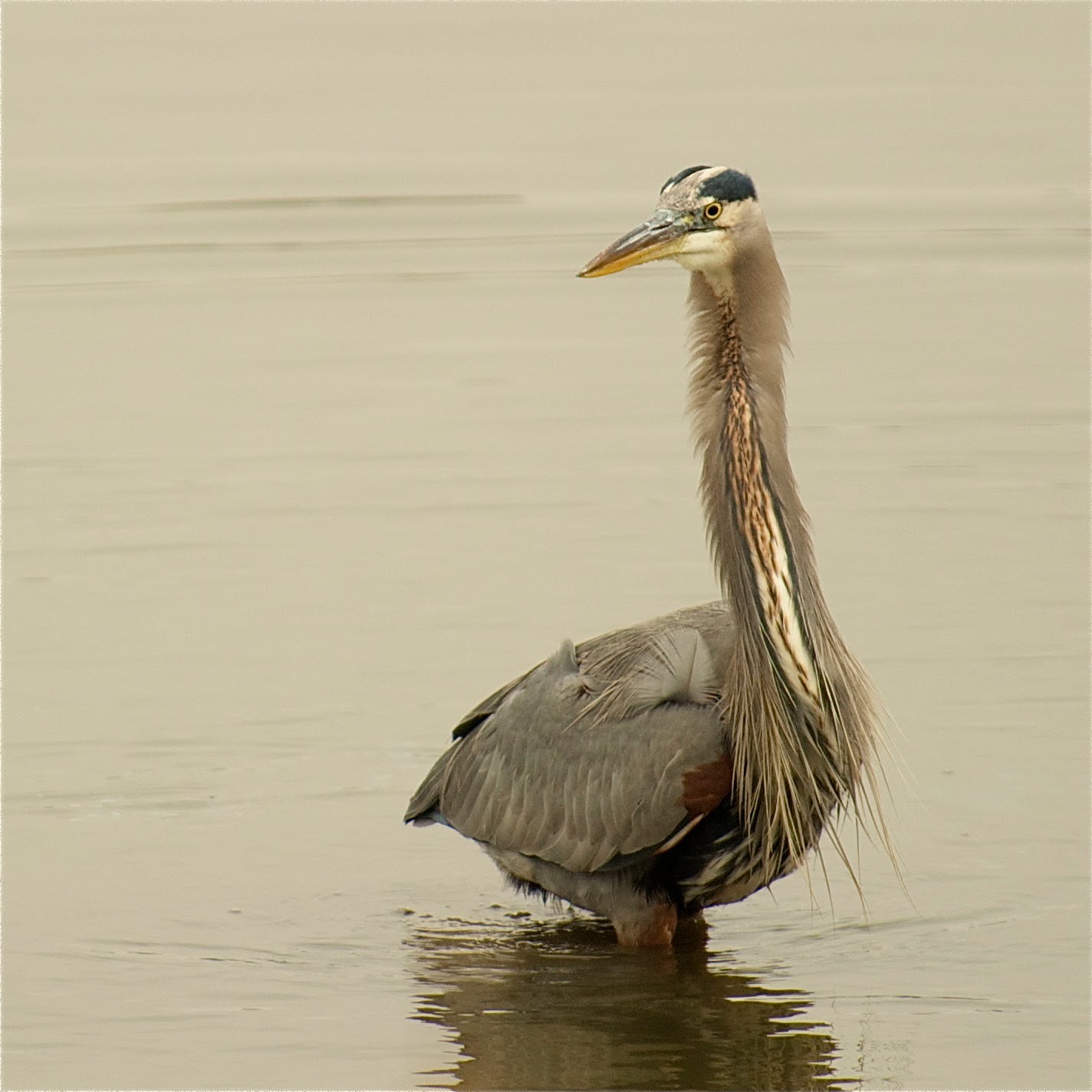 Heron With Fancy Neck Tie