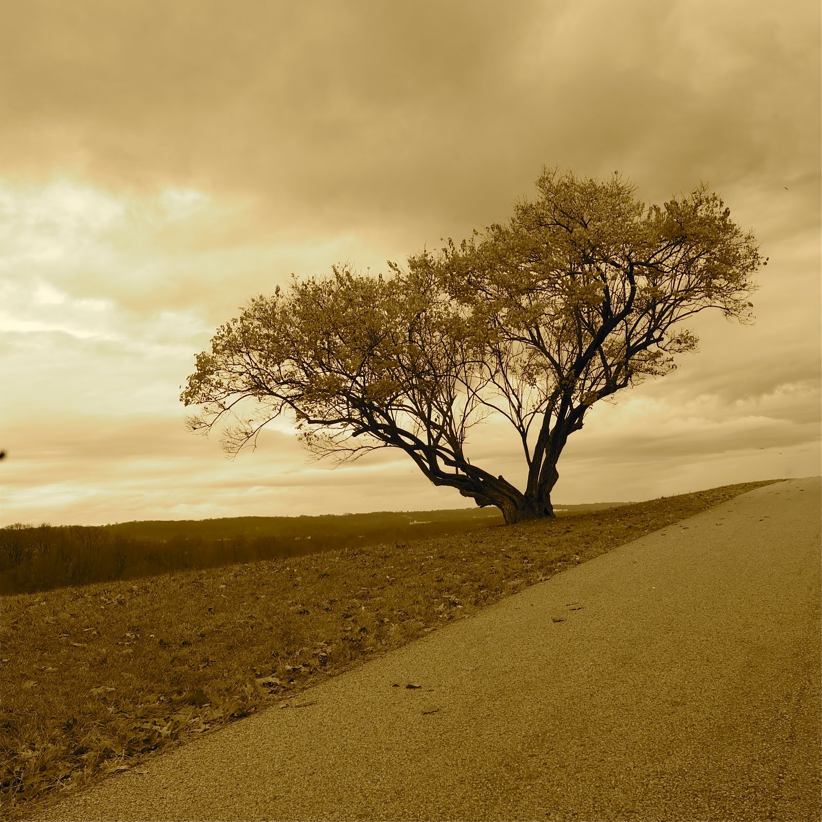 Tree Along the Road at Valley Forge