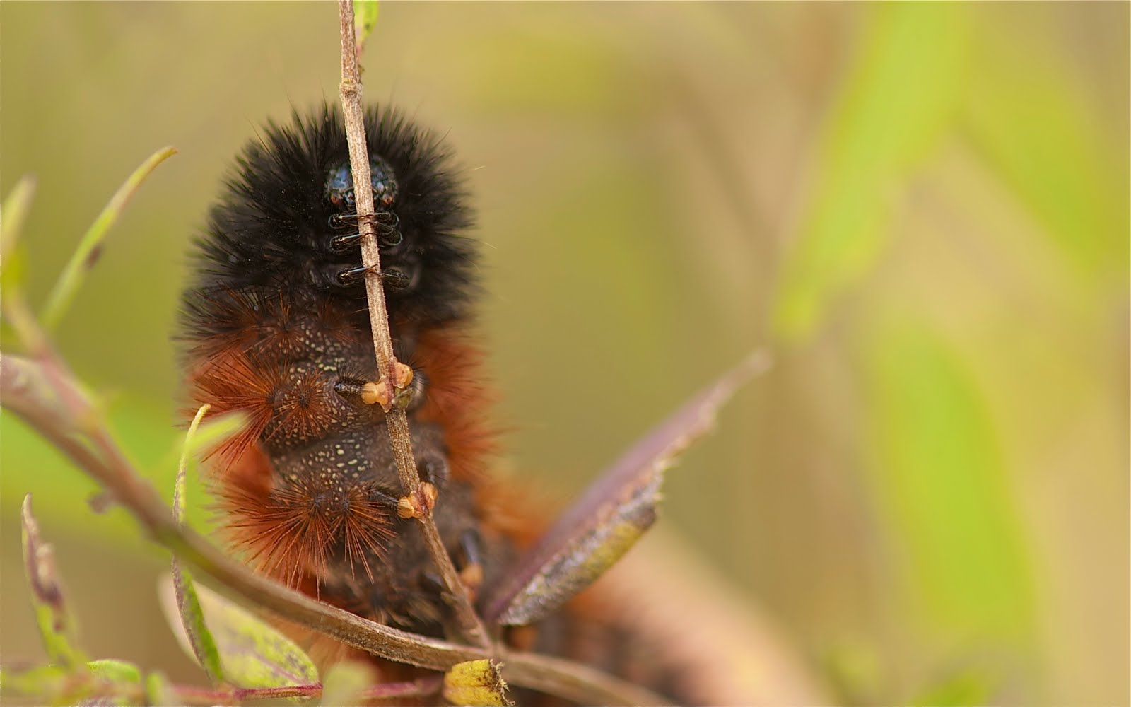 Wooly Bear Caterpillar Gets Finalist in October Contest (Click on Her to See Those Eyes)