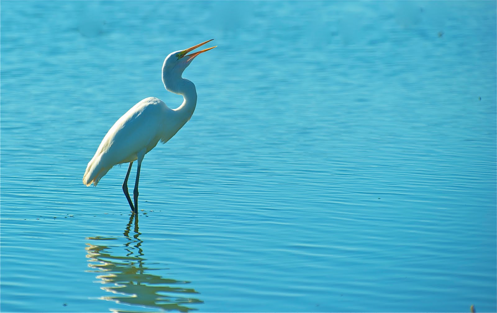 Egret Chuckle (Click for a Good View)