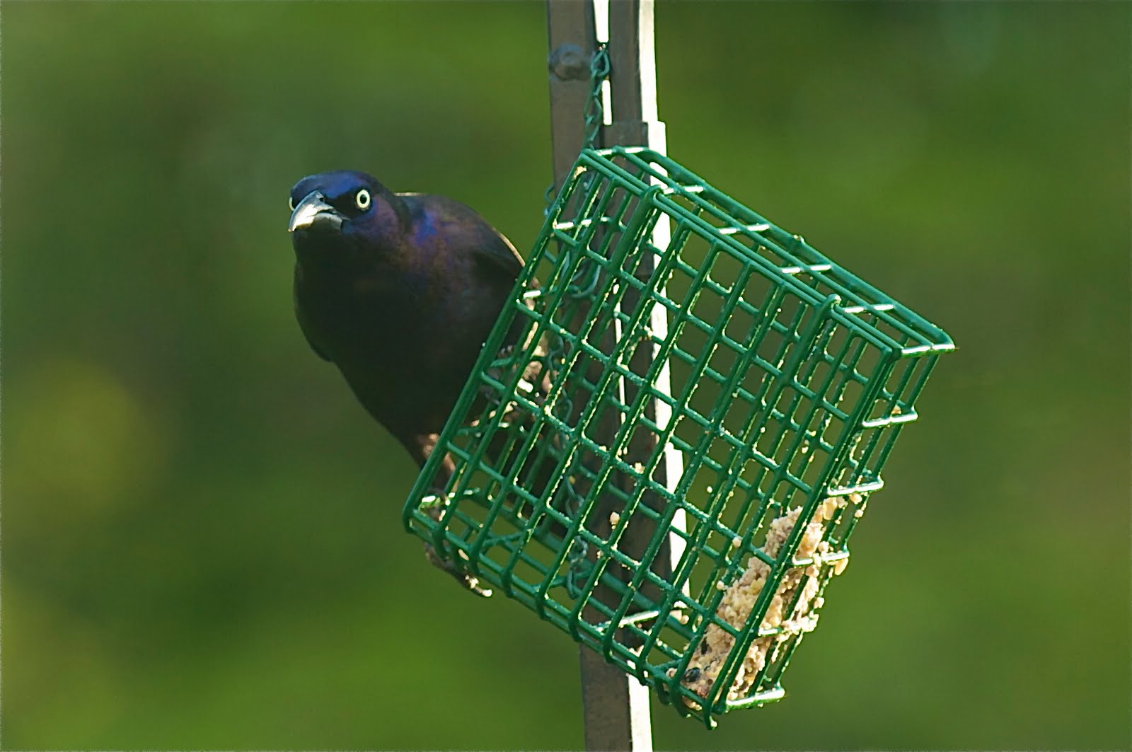 I Need More Suet – NOW!!