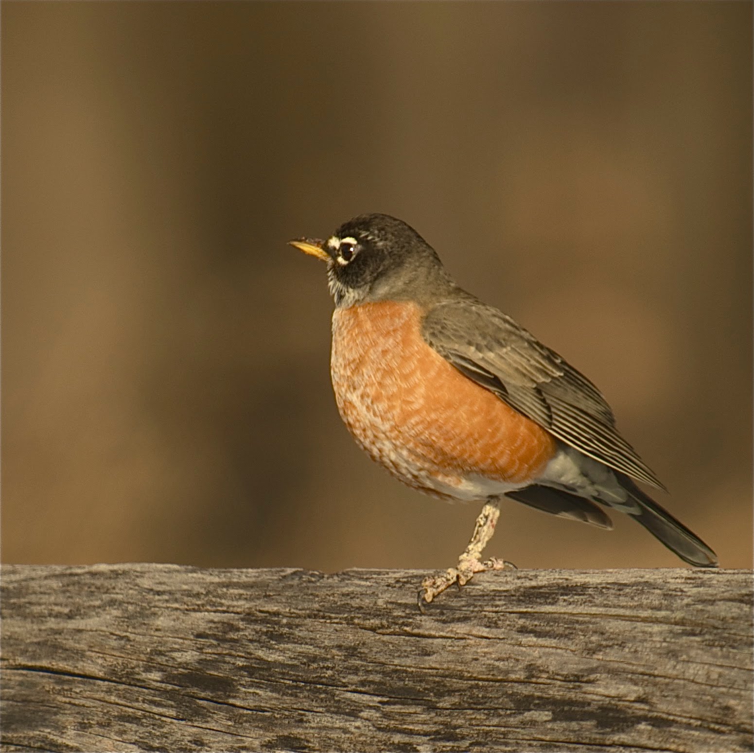 One Legged Robin (Click to See the One Leg)