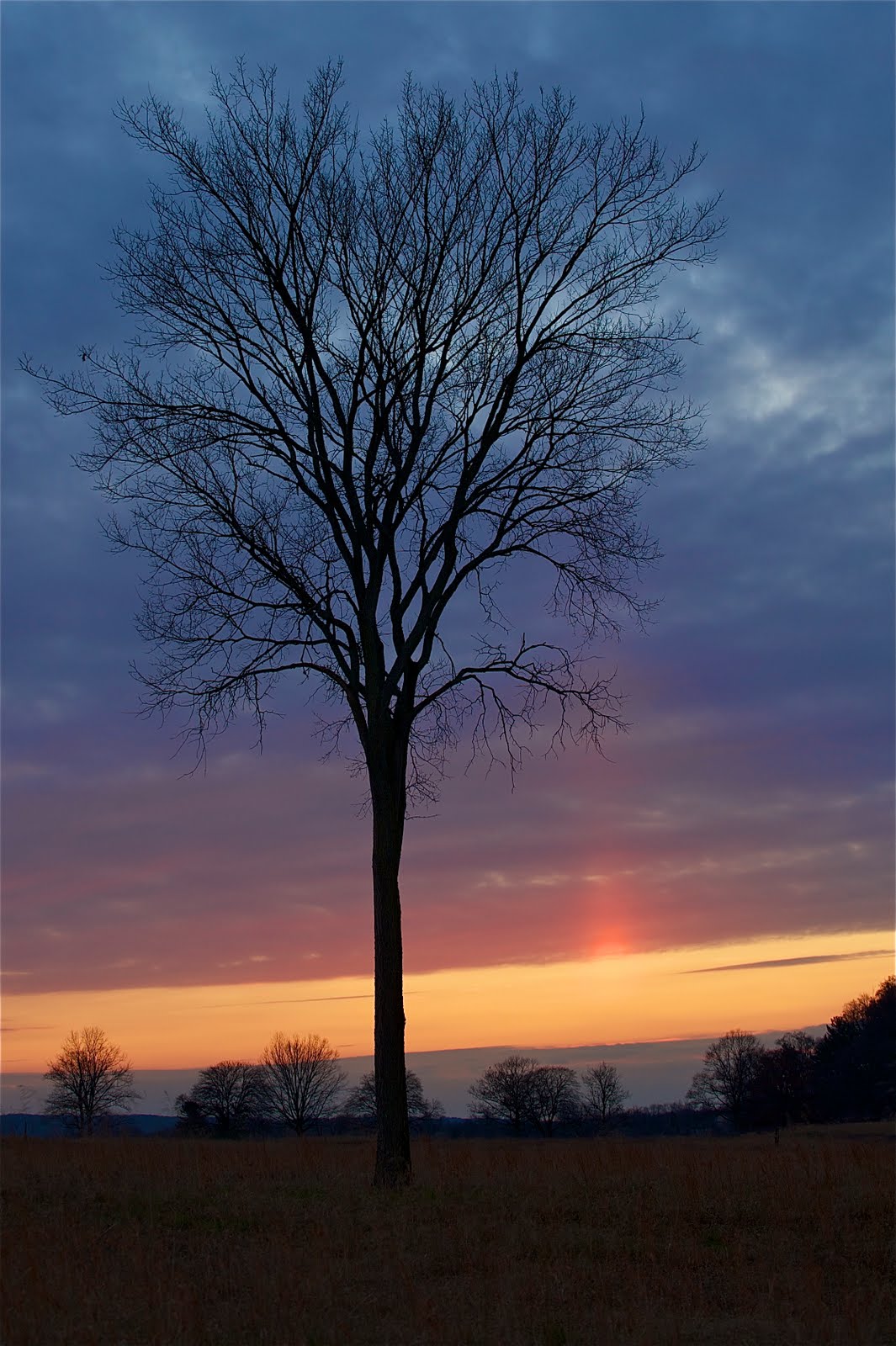 Tree at Dusk At Valley Forge