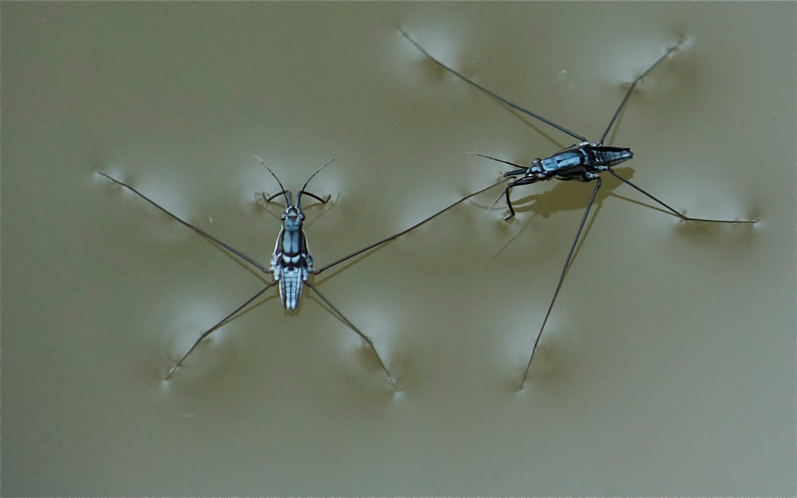 Water Bugs Holding Hands