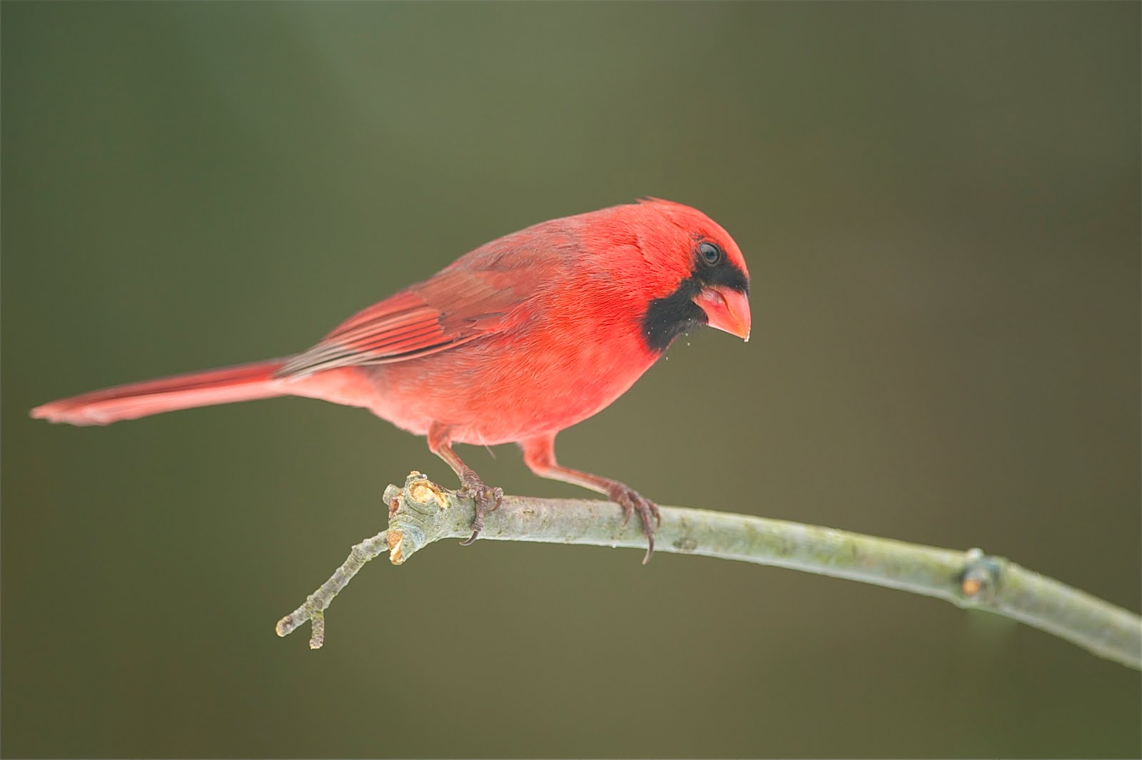 Cardinal on a Branch