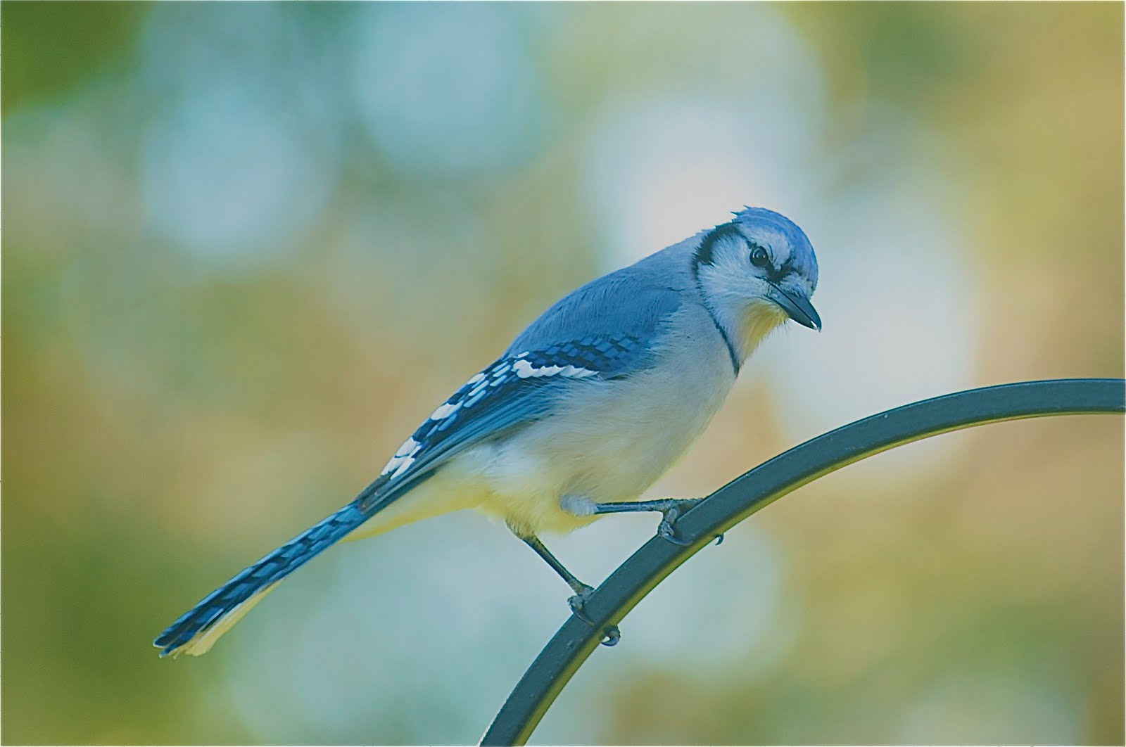 Inquisitive Blue Jay