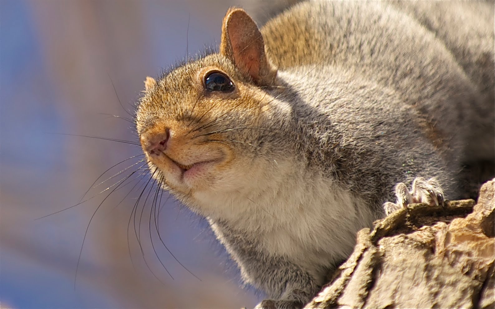 Click Twice and Feel Those Whiskers