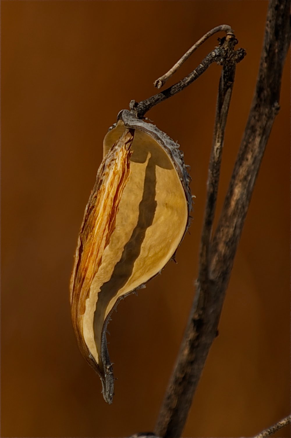 Milkweed Husk