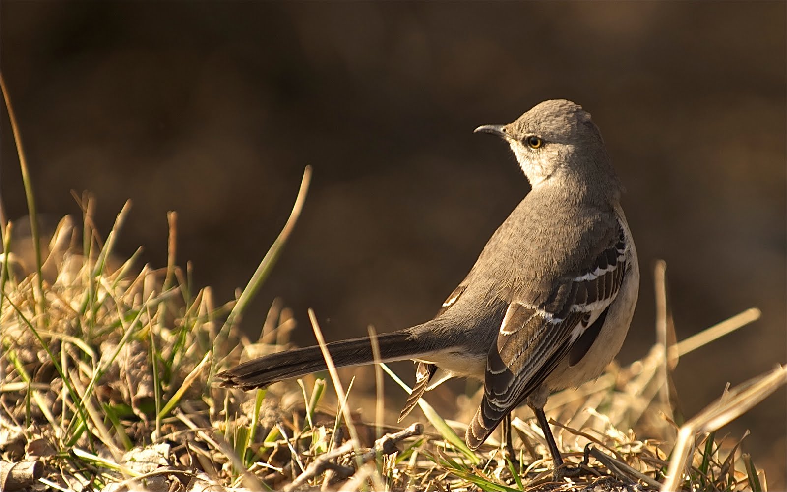 Mockingbird Looking Back