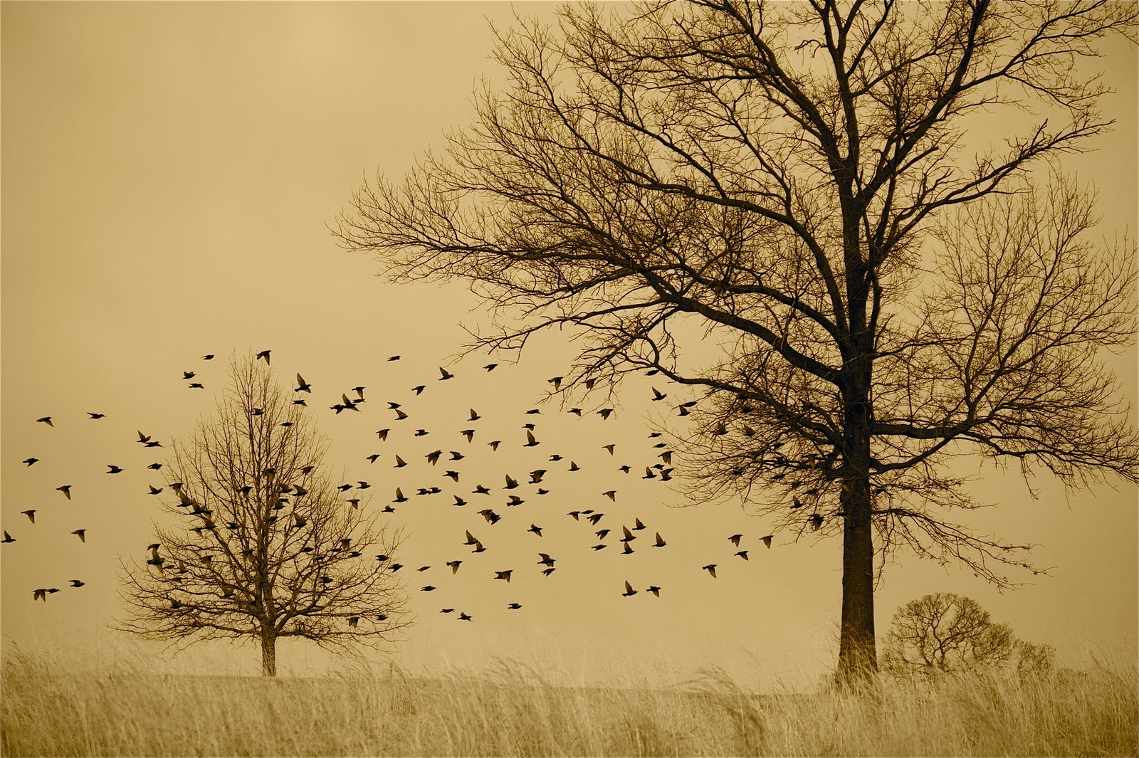 Starlings and Trees at Valley Forge