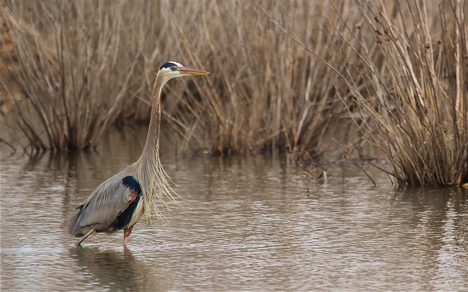 Blue Herons at John Heinz