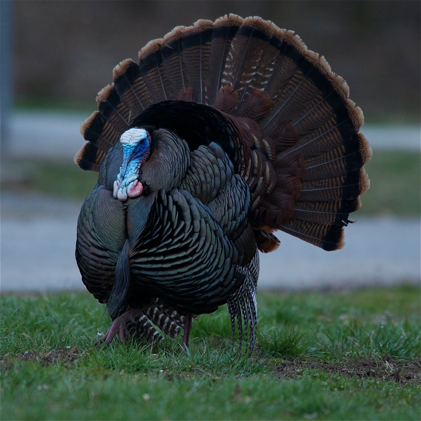 Yet Another Love Story