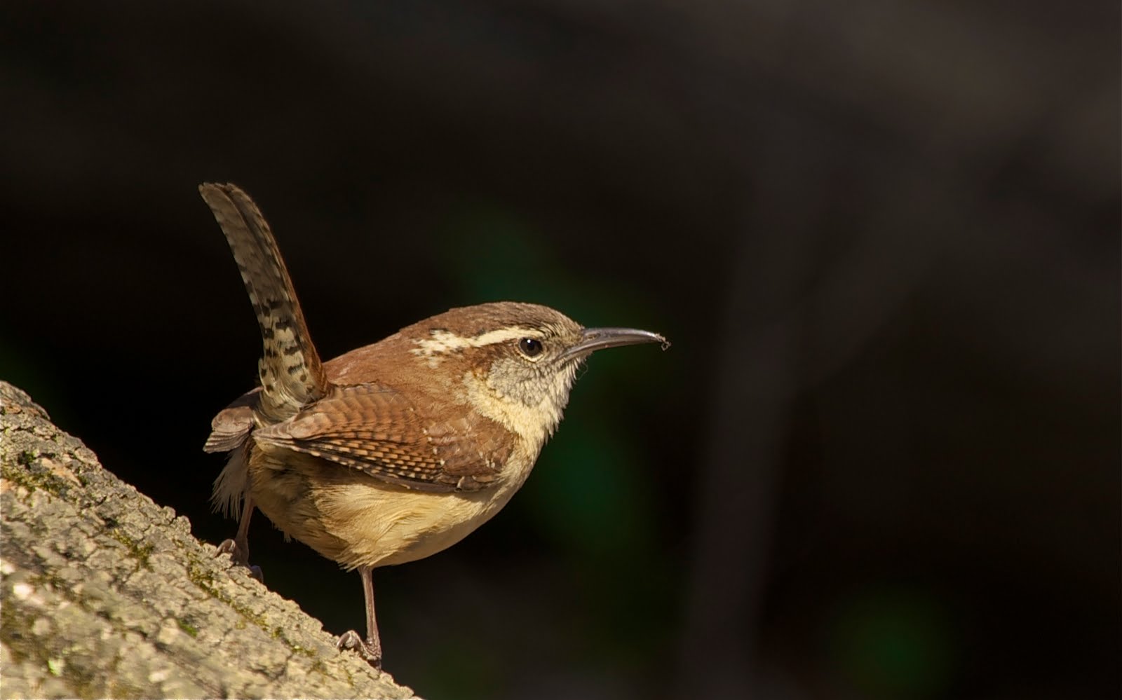 Carolina Wren