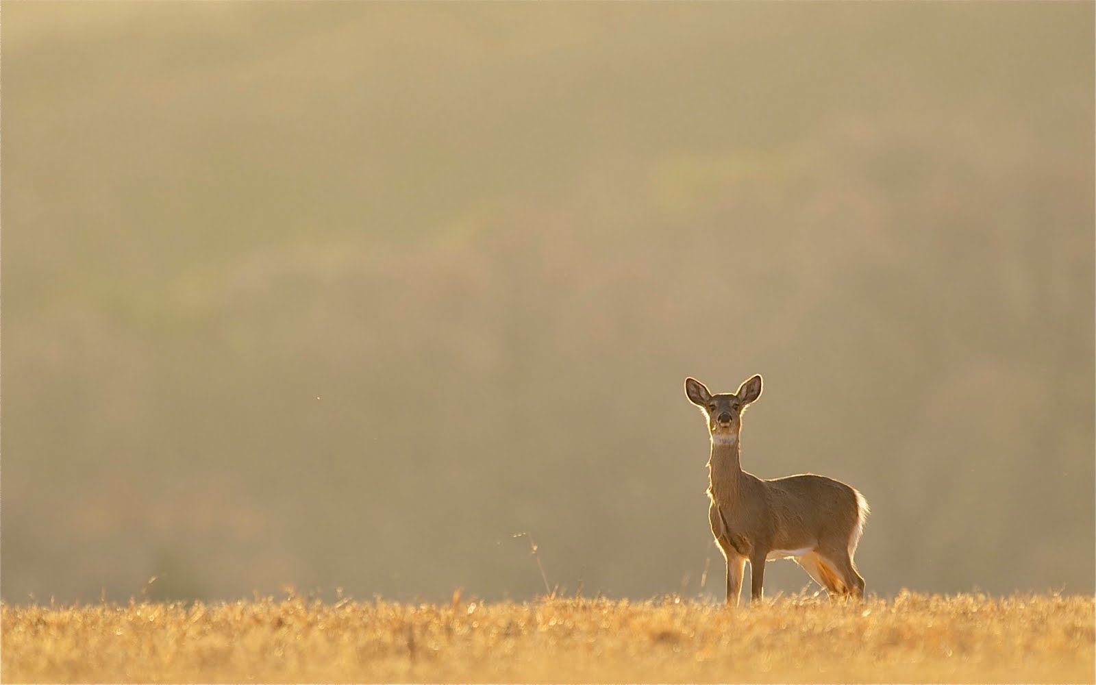 Deer on the Ridge at Valley Forge