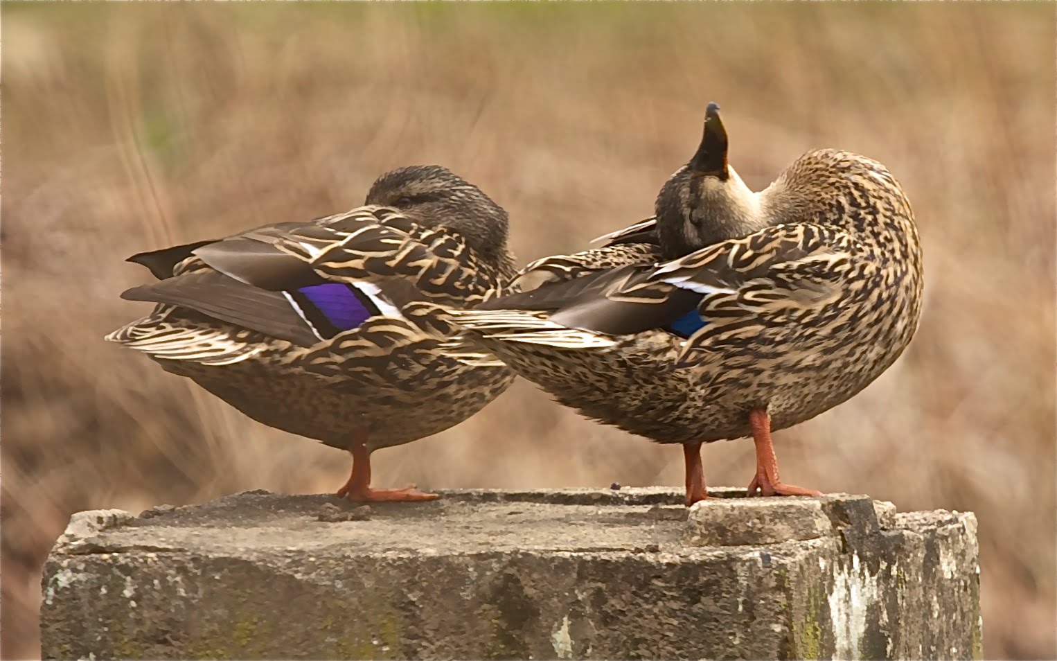 Click the Duck and Just FEEL that Down Pillow