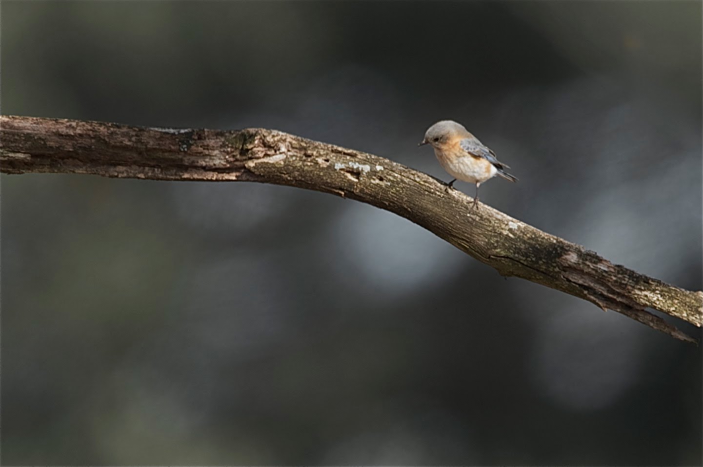 Little Bluebird in the Spotlight