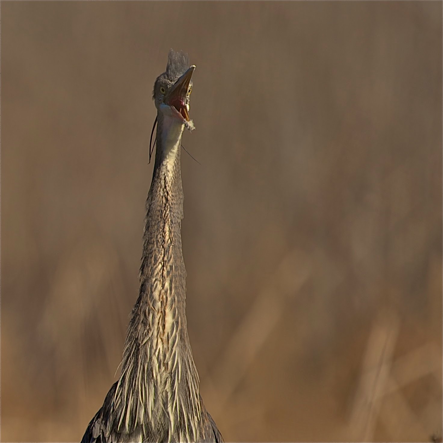 May I PLEASE Have Your Attention!