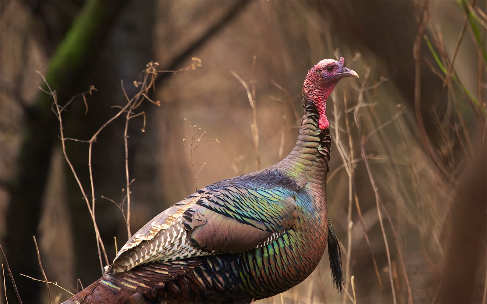 Almost a Missed Opportunity