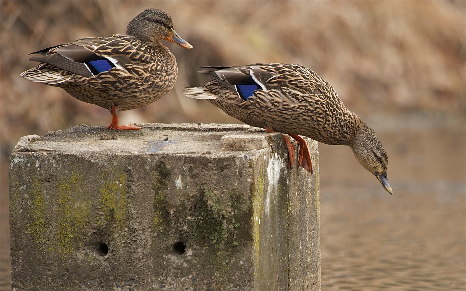 One, Two, Three, Go!